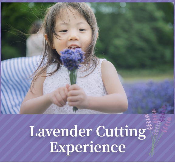 Lavender Cutting Experience