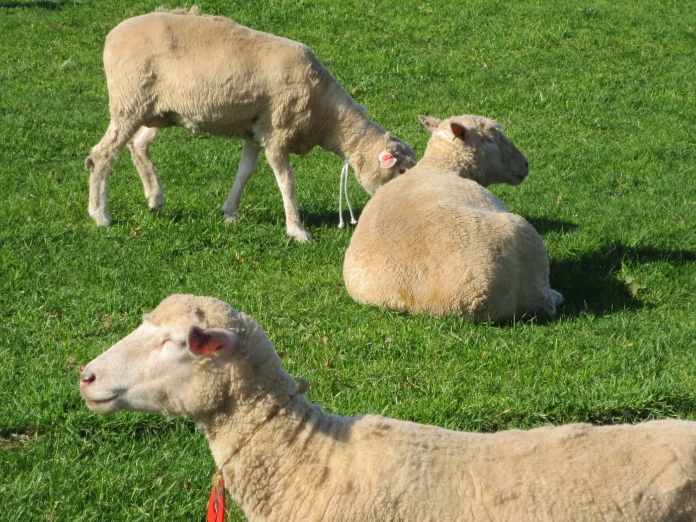 ヴィンテージ羊毛狩り挟み 羊の毛刈り | さっぽろ羊ヶ丘展望台公式WEBサイト