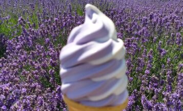 ラベンダーとソフトクリーム